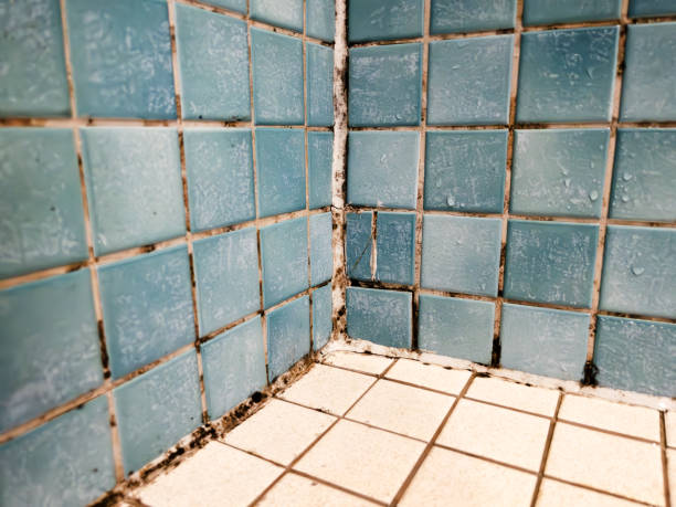 Shelbina, MO Mold Removal Company